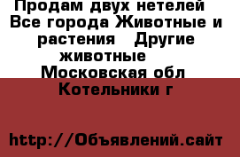 Продам двух нетелей - Все города Животные и растения » Другие животные   . Московская обл.,Котельники г.